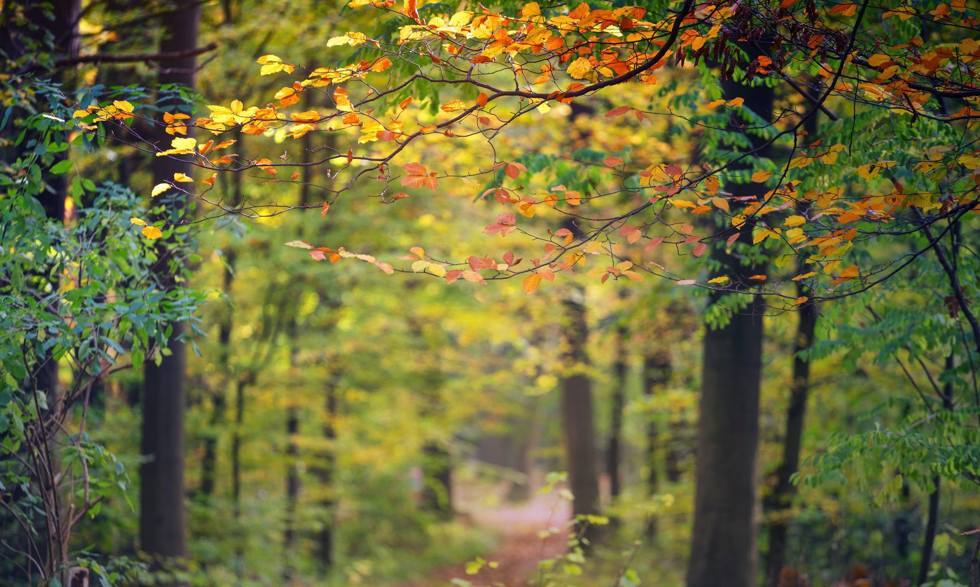 A picture of tall autumnal trees